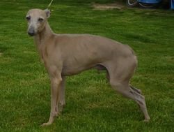 Galería de Vivaldi Des Princes De Kazan