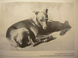 Galería de Argena Del Calcione