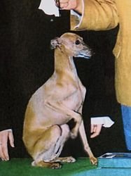 Galería de Drottningbergets Quintin Quijote