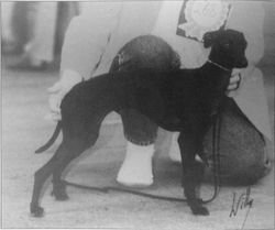 Galería de Fric Frac Des Trois Pyramides