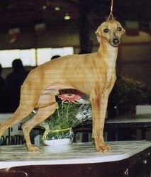 Galería de Bertoldo Bertoldino