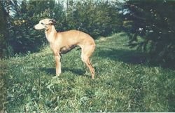 Galería de Utopia-Tchou