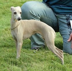 Galería de Dark Legend’s Bliss