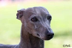 Galería de Dogcastle’s Unforgettable