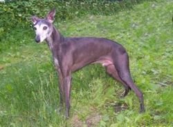 Galería de Talata Ferdinand