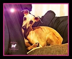 Galería de Yentl’s Melody Donna