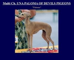 Galería de Una Paloma Of Devils Pigeons