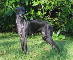 Galería de Dunrobin Winona