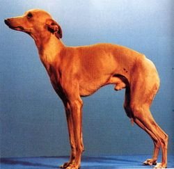 Galería de Efenisio Della Caveja