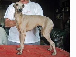 Galería de Aphrodite Des Princes De Kazan