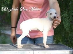 Galería de Blaylock Onemillion