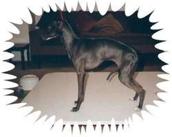 Galería de Canta Libre Kissing Cousin