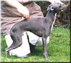 Galería de Sobers Teza