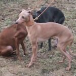 Cremona Pustynny Wiatr