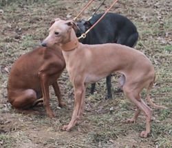 Galería de Cremona Pustynny Wiatr