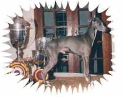 Galería de Canta Libre Simon Says