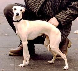 Galería de Glitsinija Chilitefey