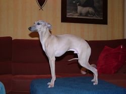 Galería de Insolitoazzuro Da Vinci