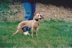 Galería de Ciellina Tulaine des Pitchoun Diables