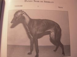 Galería de Dandy Noir De Shirkan