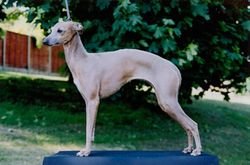 Galería de Jemalsheva Hathor