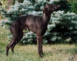 Galería de Tesoro Italica