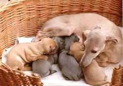 Galería de Ceila Z Krysztalowej Komnaty