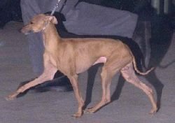 Galería de Magistere Oudini