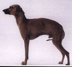 Galería de Mickey De Shirkan