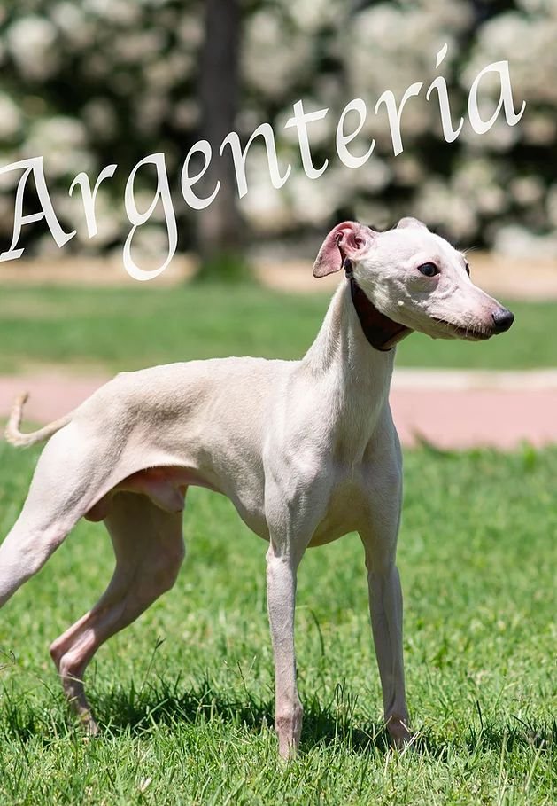 Galería de Pepe Pink Blood