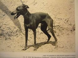 Galería de Flashing Delight’s Marco Polo