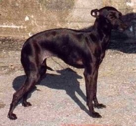 Galería de Dunrobin Winona