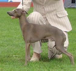 Galería de Eledi Elmo Of Devils Pigeons