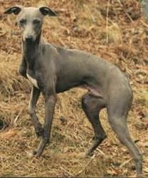 Galería de Nash De Shirkan