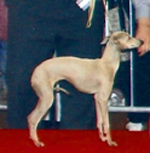 Galería de Chanson D’Amour Des Princes De Kazan