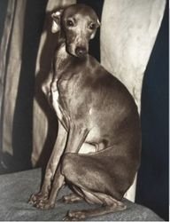 Galería de Damerino Italica