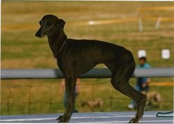 Galería de Illiade De Shirkan