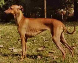 Galería de Cosa Nostra Pustynny Wiatr