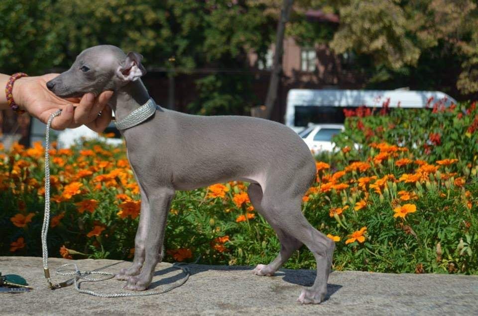 Galería de Jordana P’yari Sarna