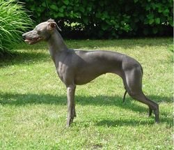 Galería de Soltar’s My Blue Angel