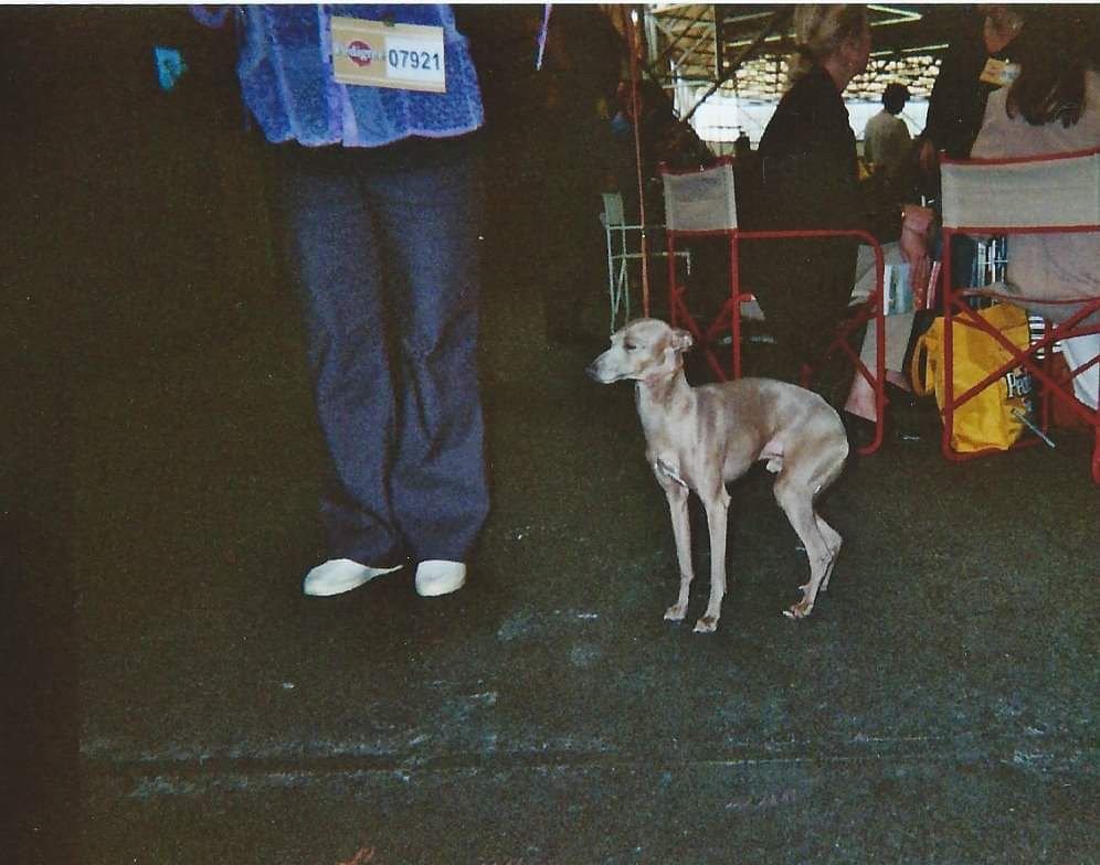Galería de Dynastie-Durrani Yehudi Blue
