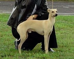 Galería de Adelchi Sirio