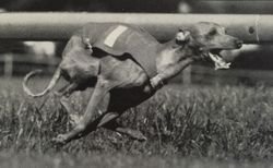 Galería de Kaballero Vom Sausewind