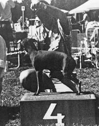 Galería de Hickory’s Inzetto