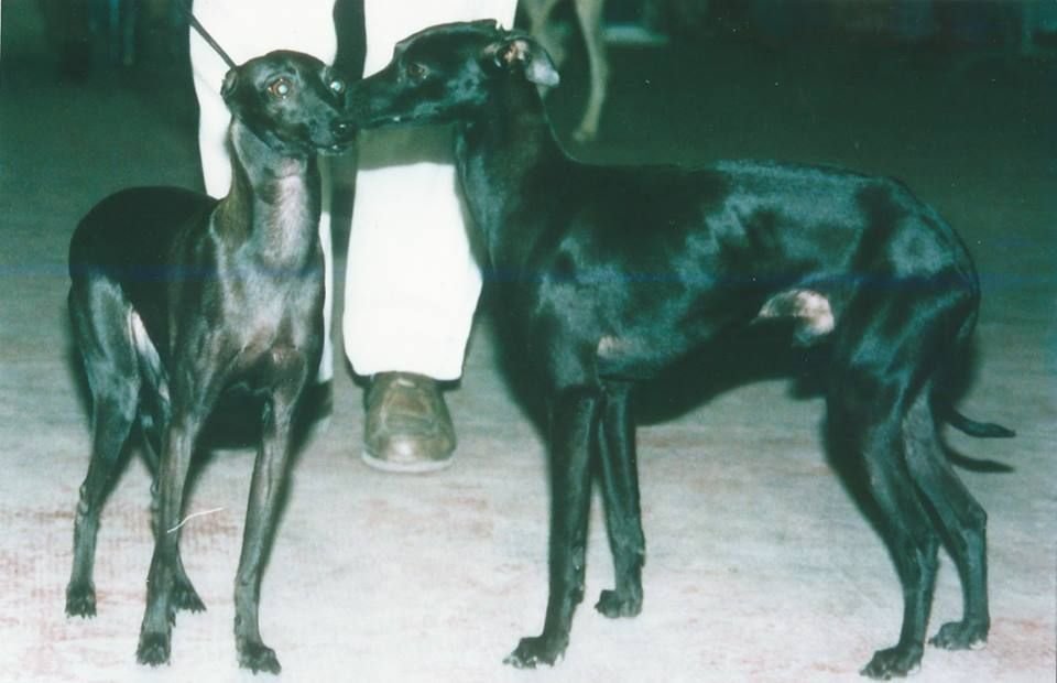 Galería de Ever Black De Shirkan