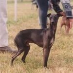 Honoris Causa Des Trois Pyramides