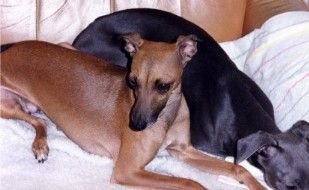 Galería de Inula De Shirkan