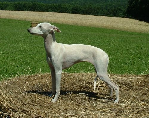 Galería de Py’s Shamare