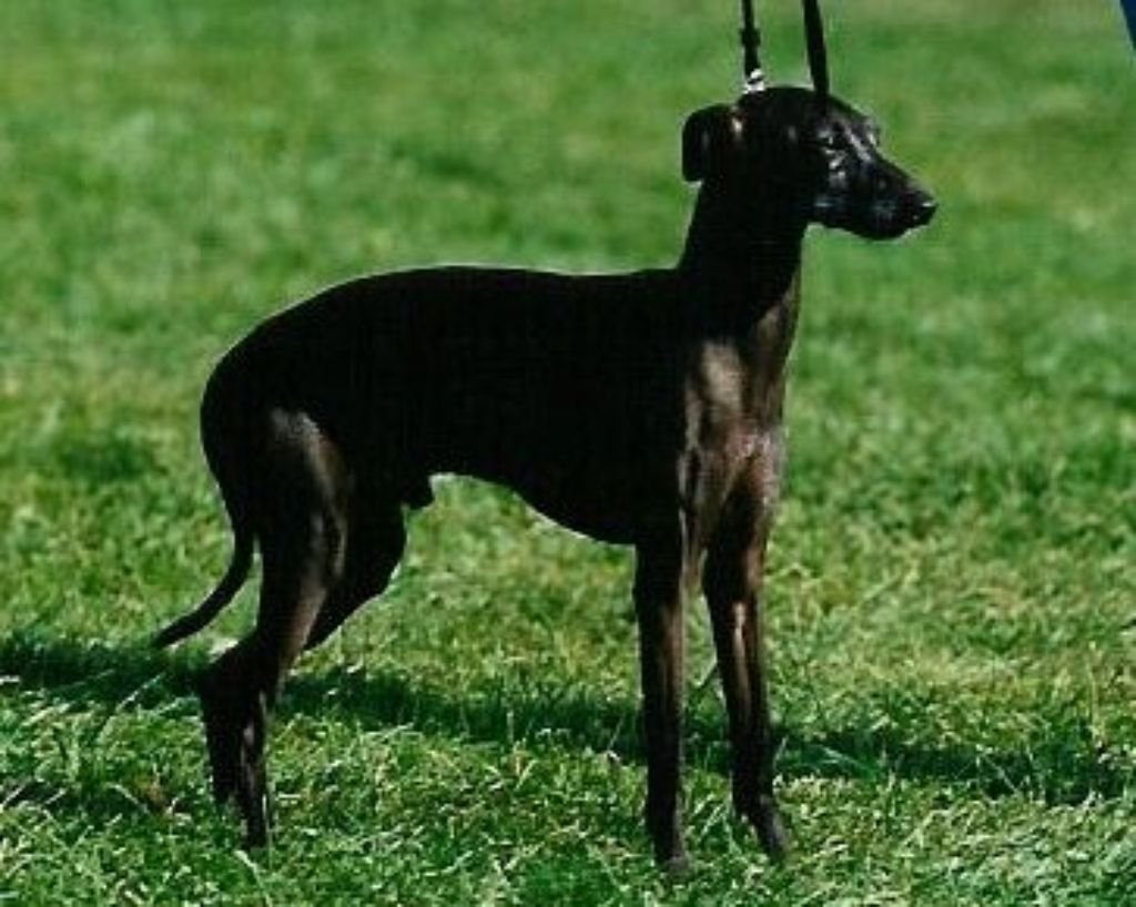 Galería de Lucky Luciano Des Trois Pyramides