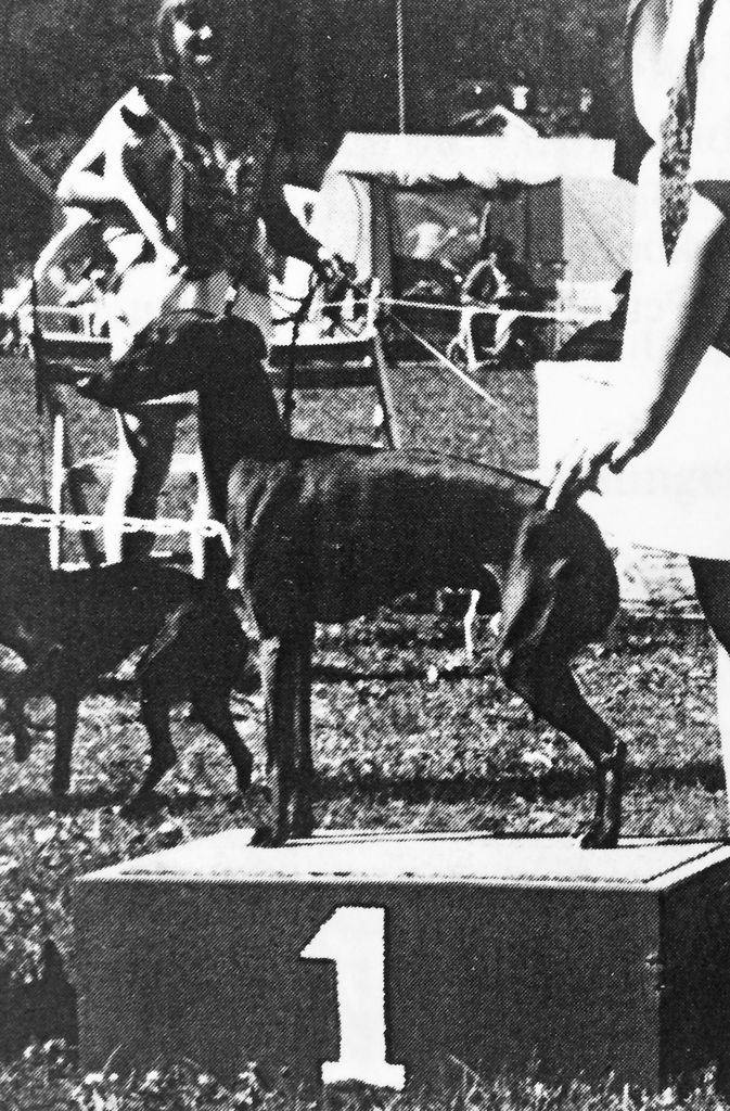 Galería de Tiercé Gagnant De La Perle Grise